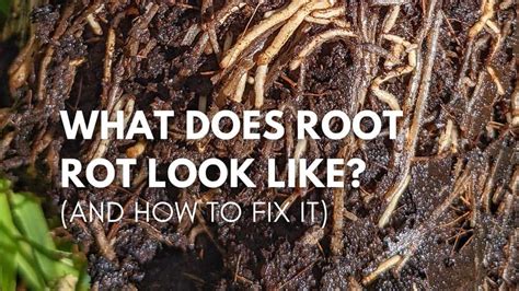Root: Hindot .
